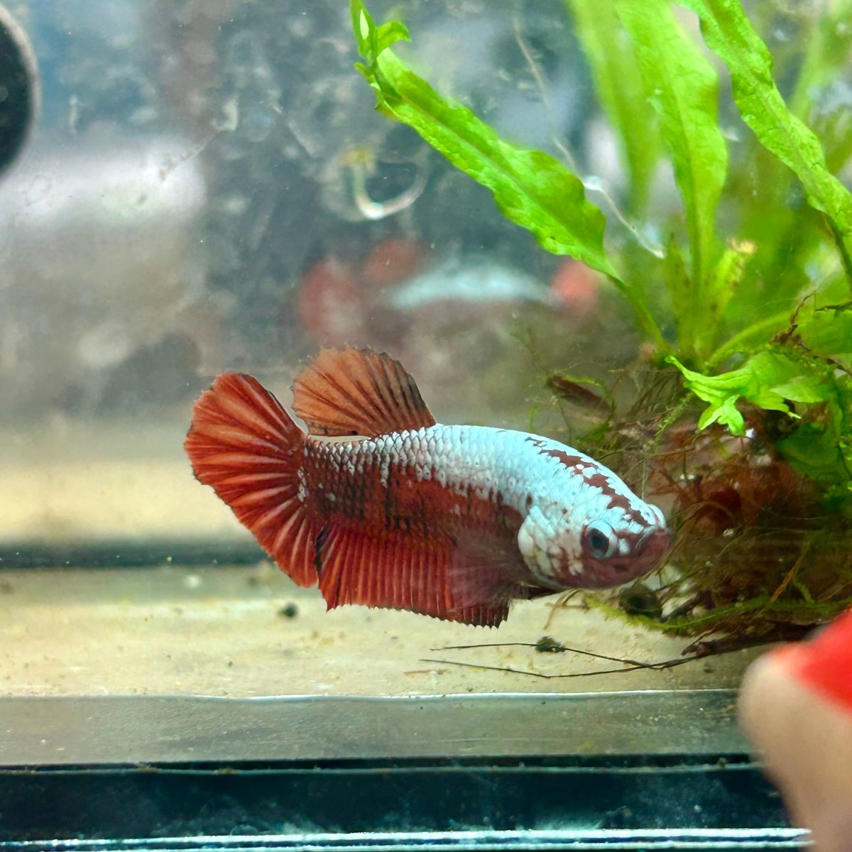 Female Betta Plakat Red Samurai