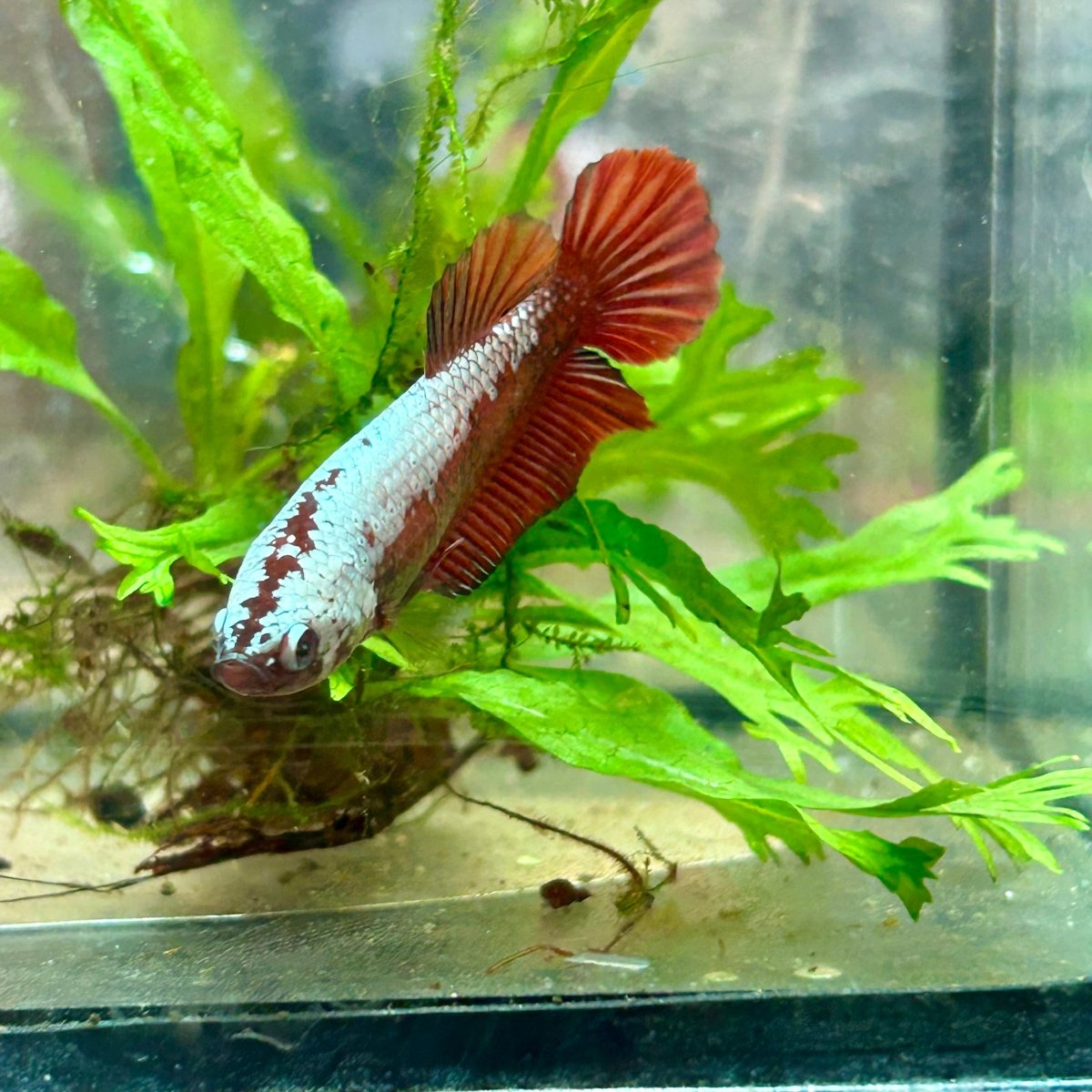 Female Betta Plakat Red Samurai