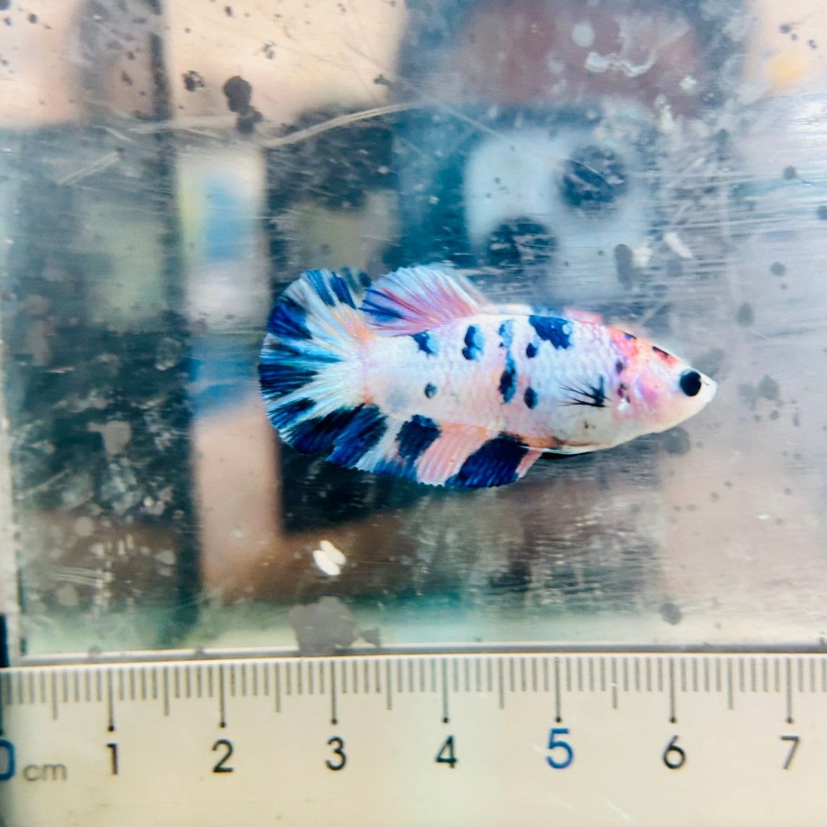 Female Betta Plakat White Candy #191