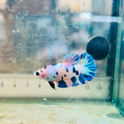Female Betta Plakat White Candy 191 Female betta