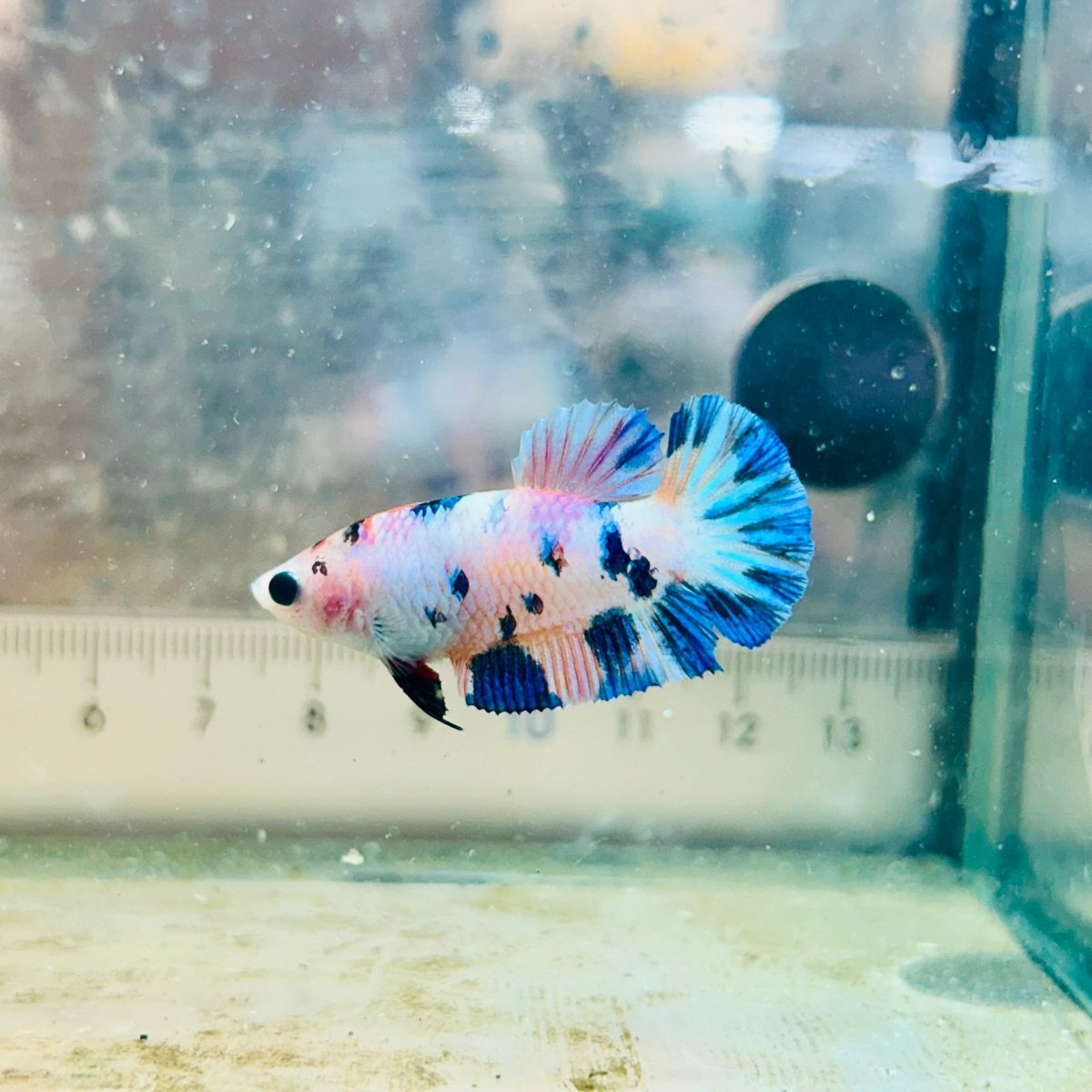 Female Betta Plakat White Candy #191
