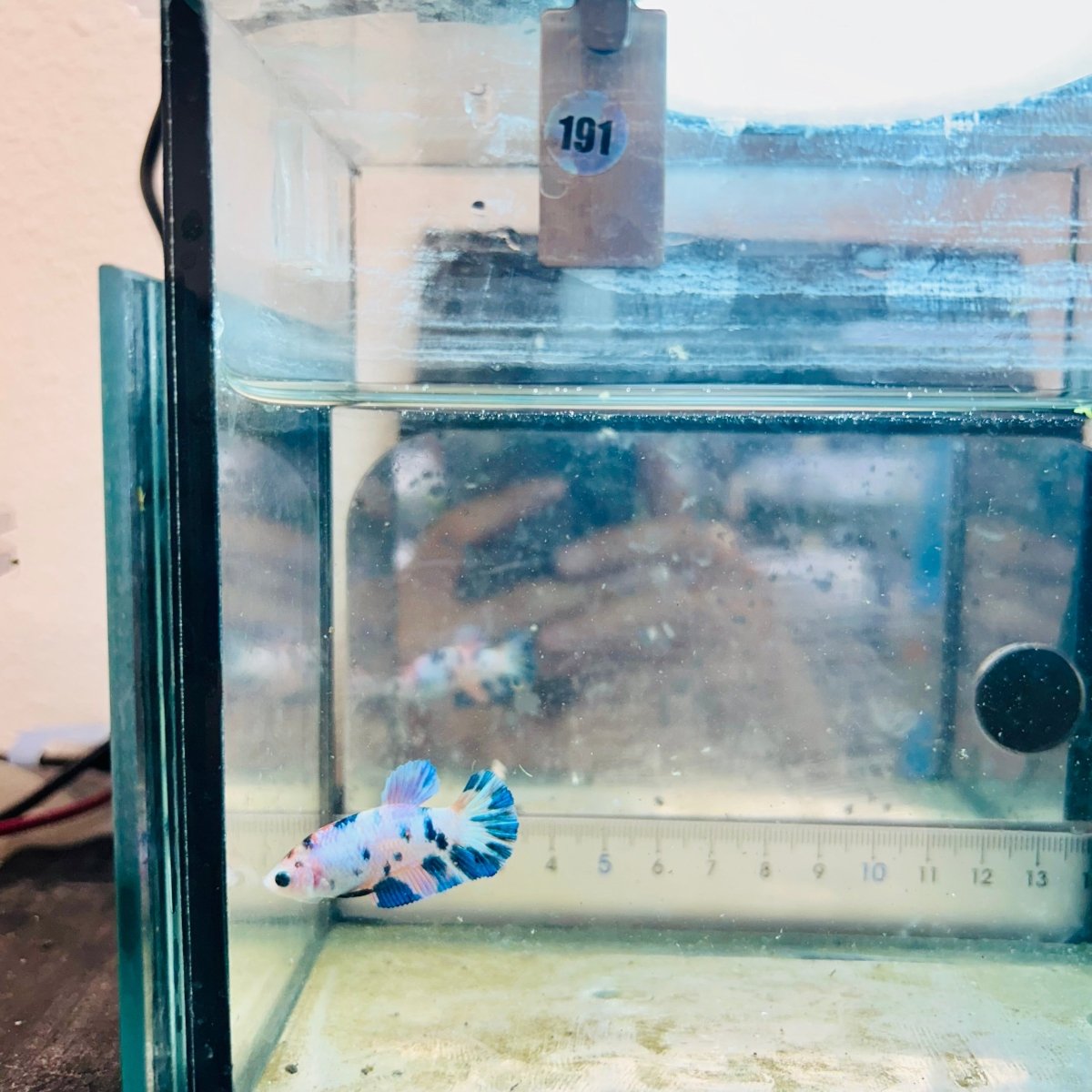 Female Betta Plakat White Candy #191