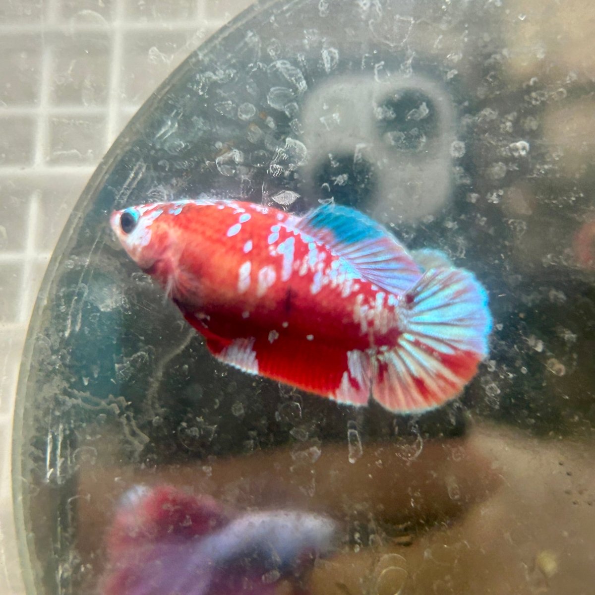 Female Betta Red Purple Koi Plakat 189