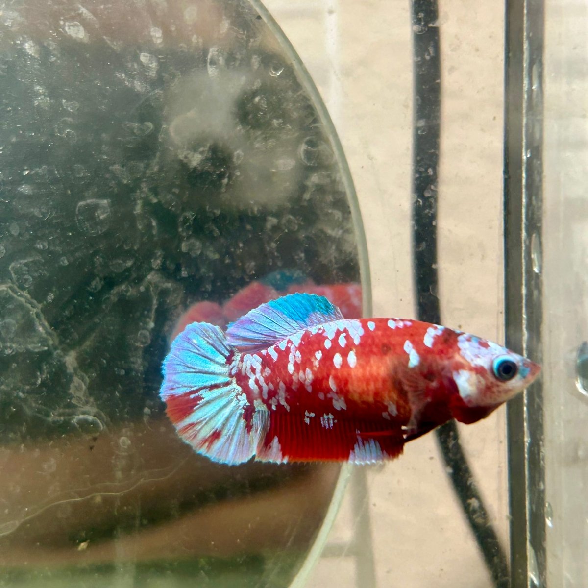 Female Betta Red Purple Koi Plakat 189