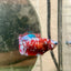 Female Betta Red Purple Koi Plakat 189