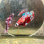 Female Betta Red Purple Koi Plakat 189
