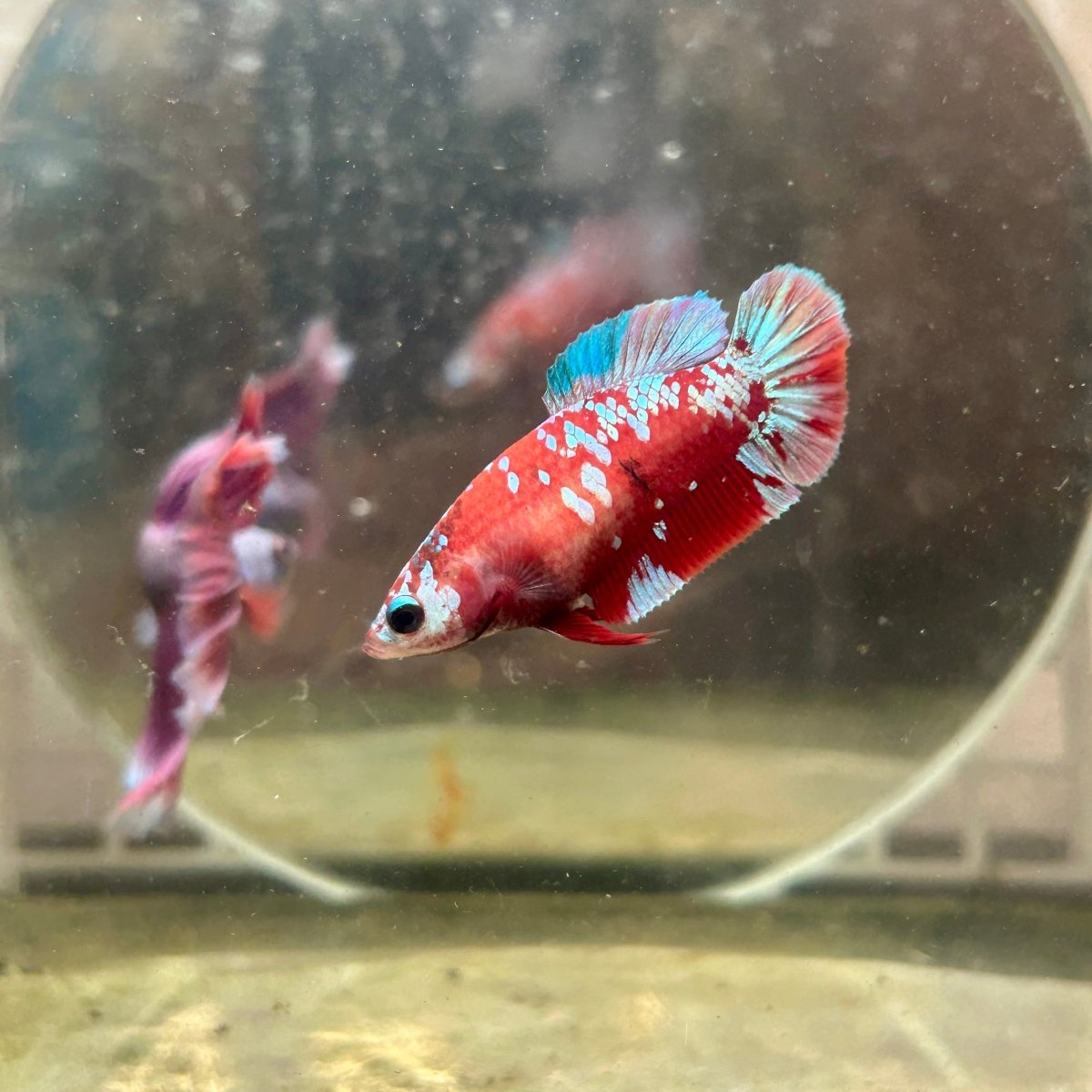 Female Betta Red Purple Koi Plakat 189