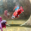 Female Betta Red Purple Koi Plakat 189
