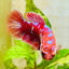 Female Betta Red Purple Koi Plakat MA11 Female betta
