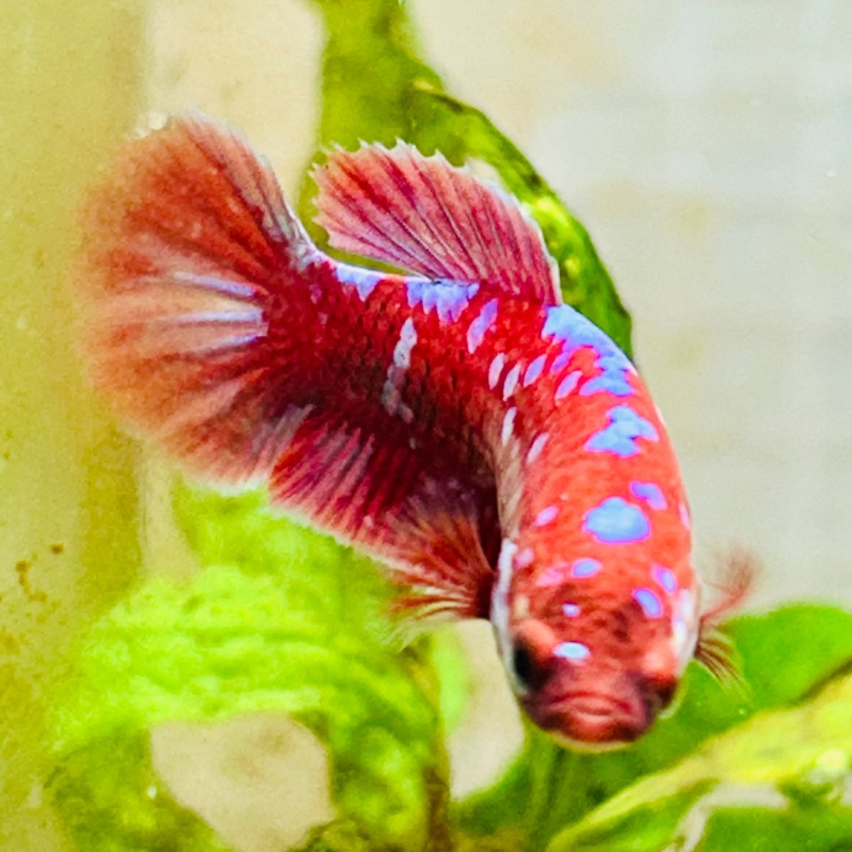 Female Betta Red Purple Koi Plakat #MA11