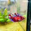 Female Betta Red Purple Koi Plakat MA11 Female betta