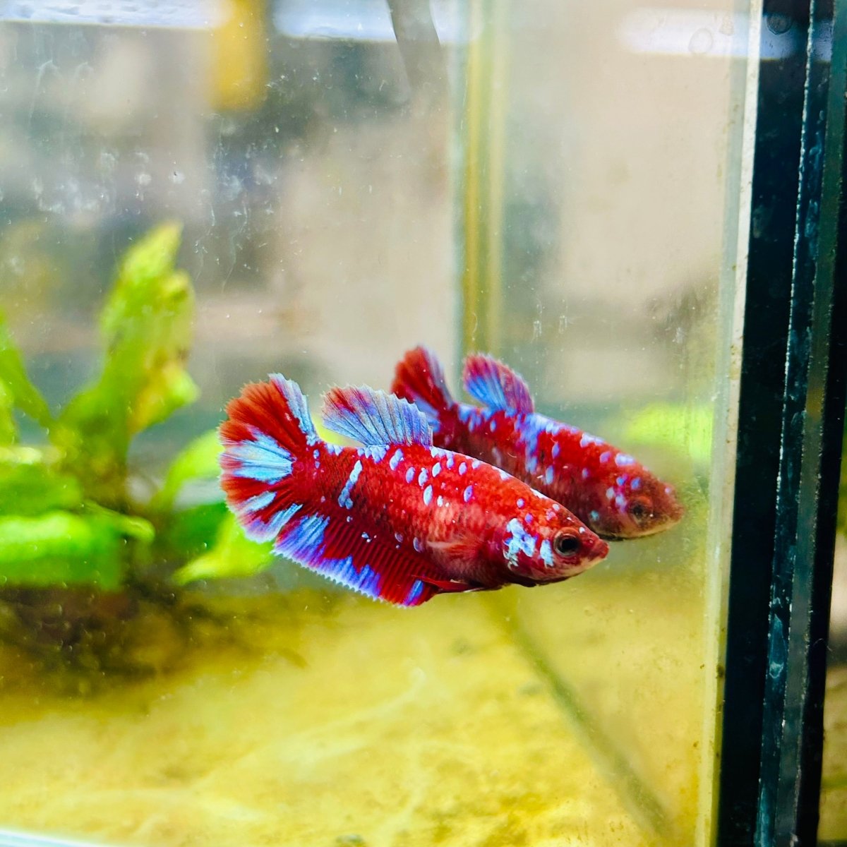 Female Betta Red Purple Koi Plakat #MA11