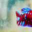 Female Betta Red Purple Koi Plakat MA11 Female betta