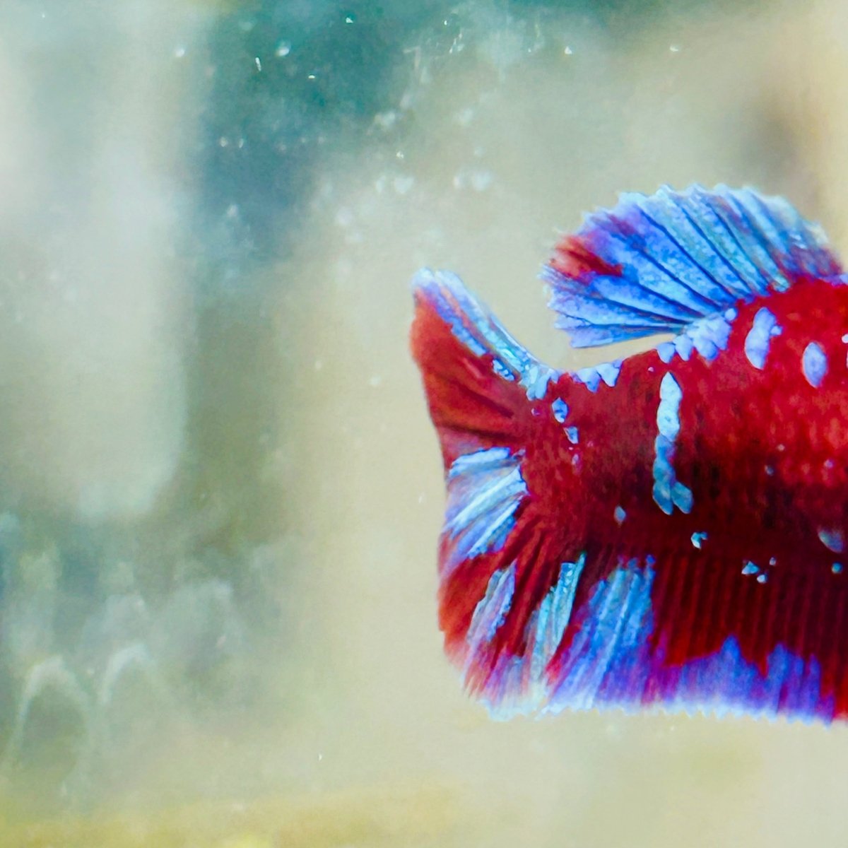Female Betta Red Purple Koi Plakat #MA11