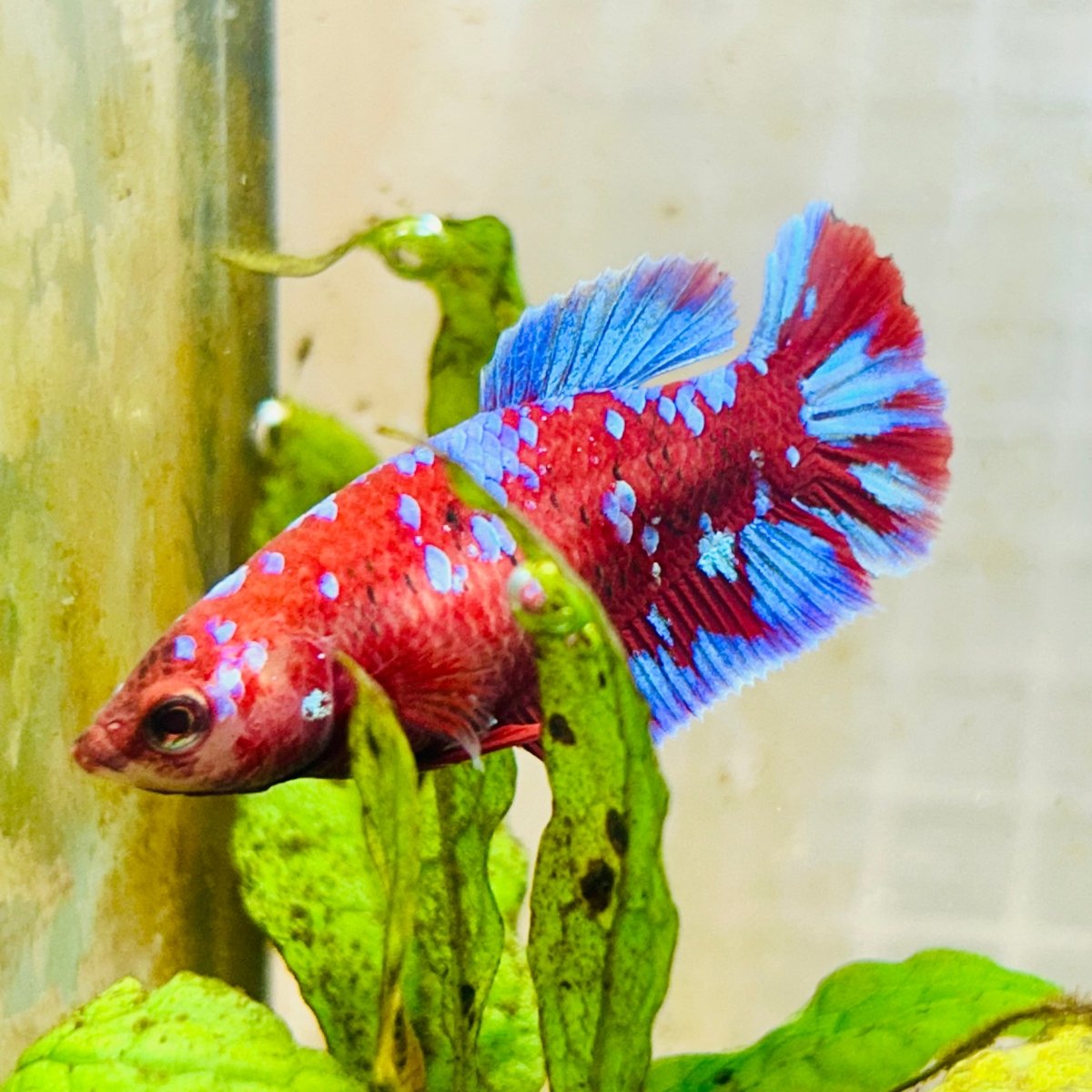 Female Betta Red Purple Koi Plakat #MA11