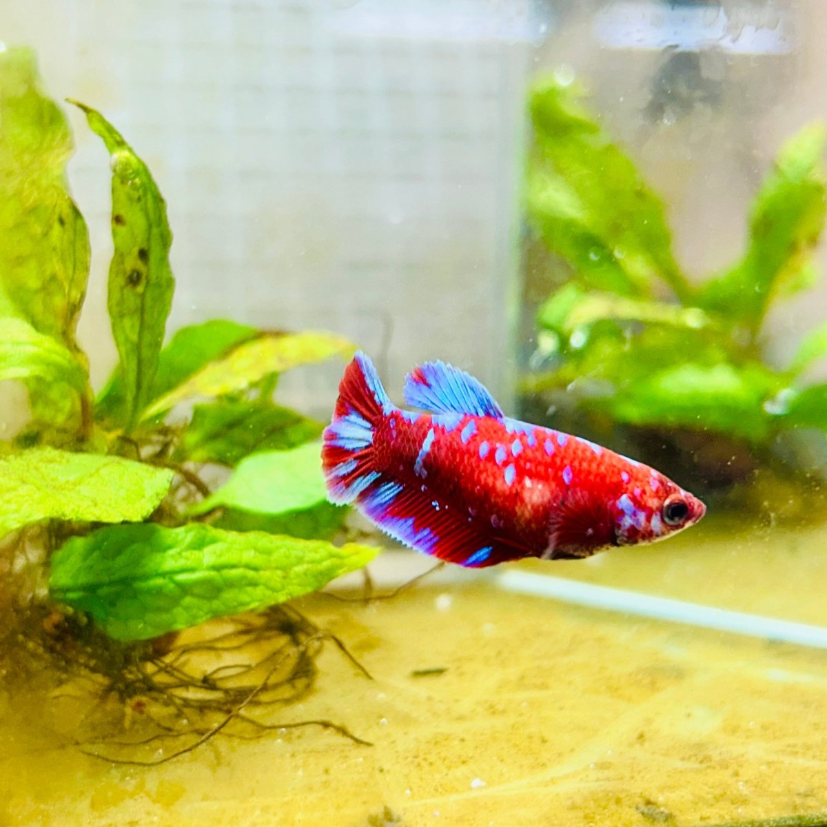 Female Betta Red Purple Koi Plakat #MA11