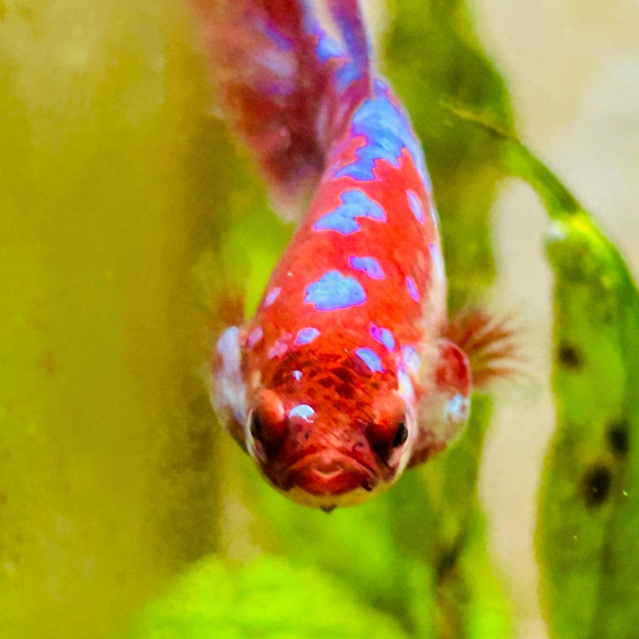 Female Betta Red Purple Koi Plakat MA11 Female betta