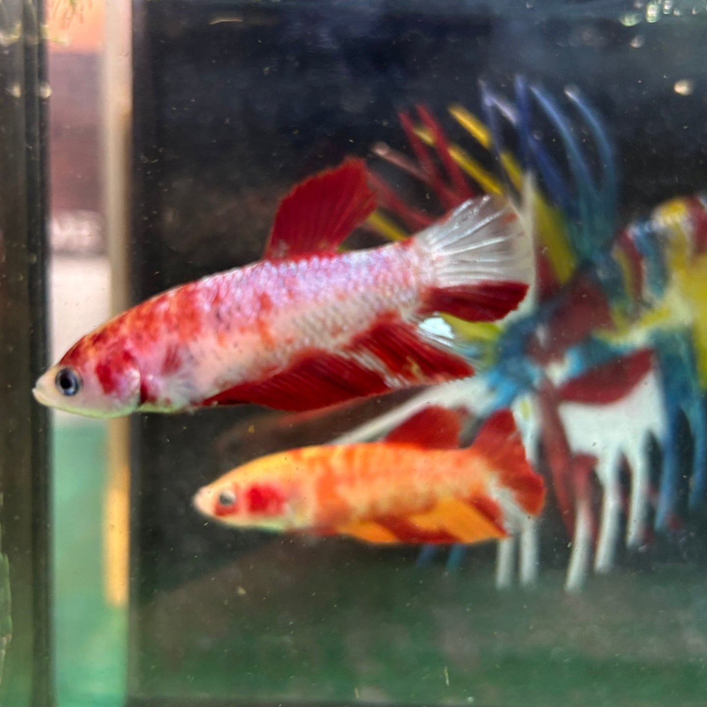 Fire Marble Koi Plakat - Female Betta 60