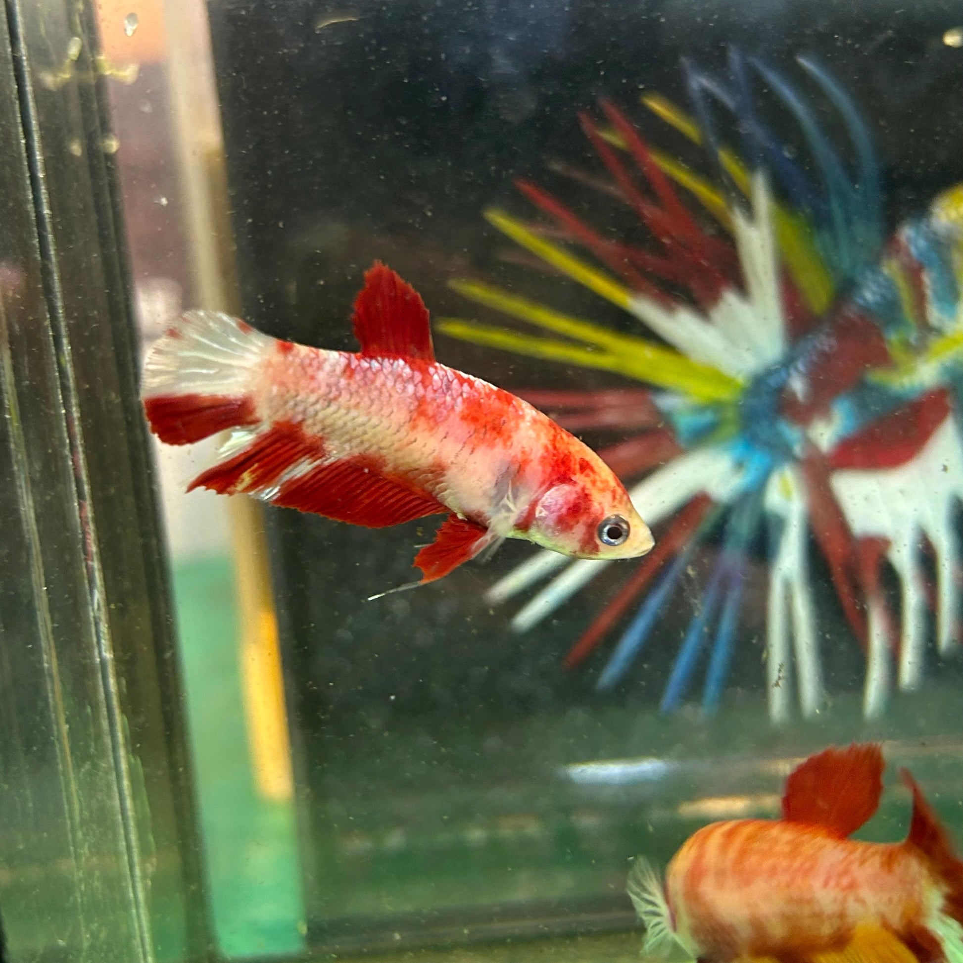 Fire Marble Koi Plakat - Female Betta 60