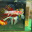 Fire Marble Koi Plakat - Female Betta 60