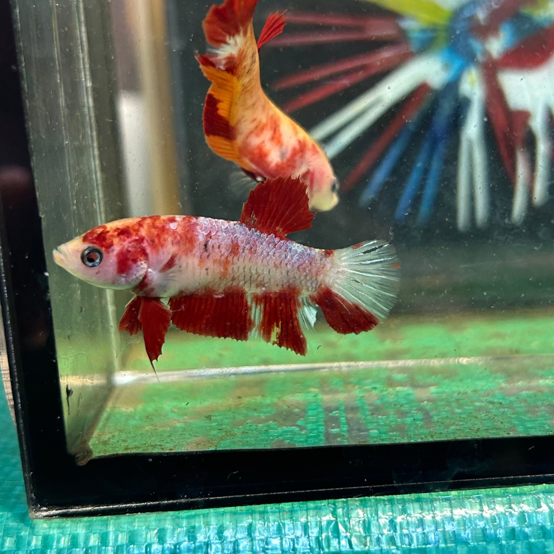 Fire Marble Koi Plakat - Female Betta 60