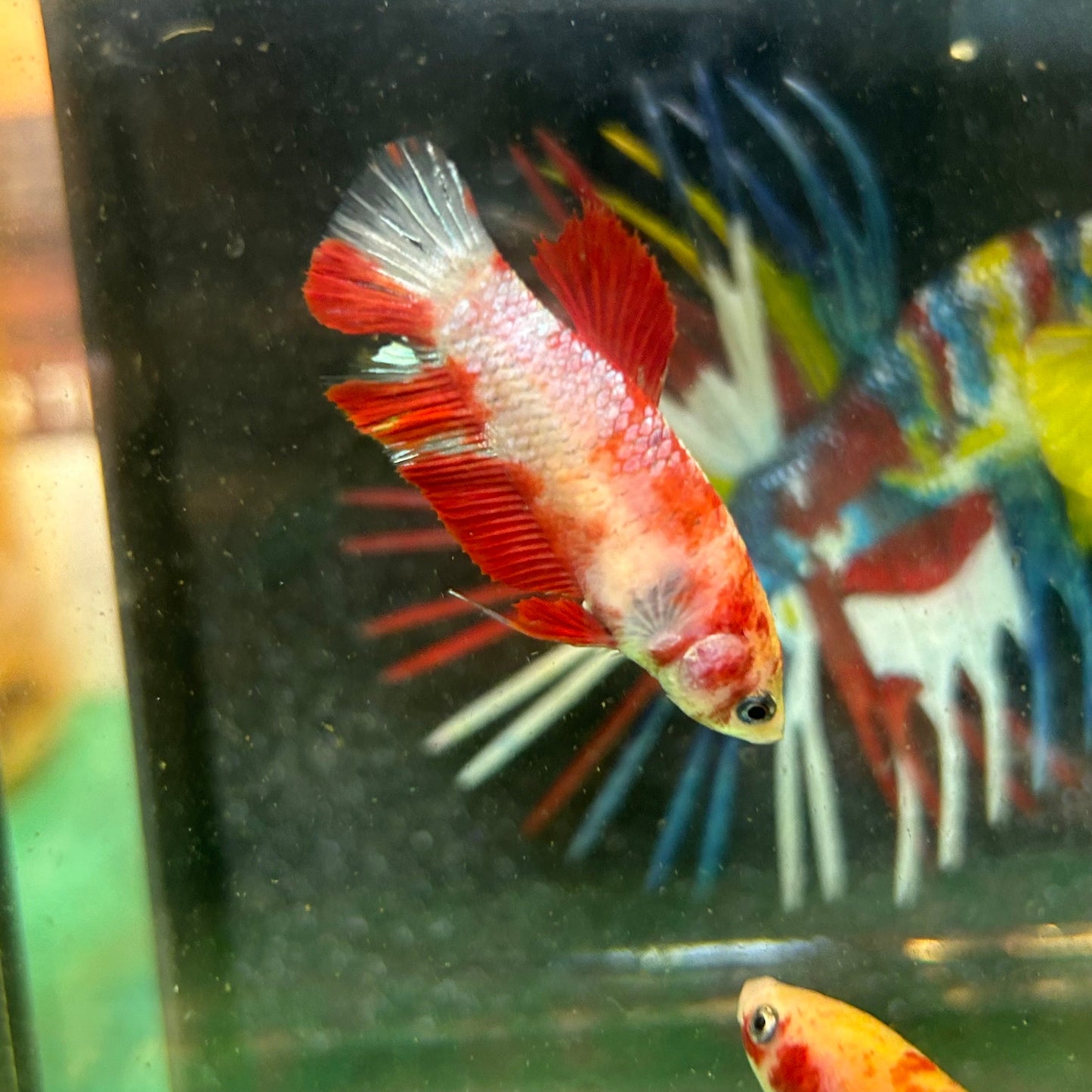 Fire Marble Koi Plakat - Female Betta 60