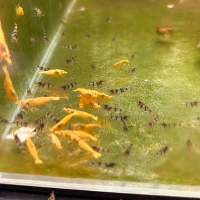 Fired Yellow Neocaridina Shrimp - Good Grade