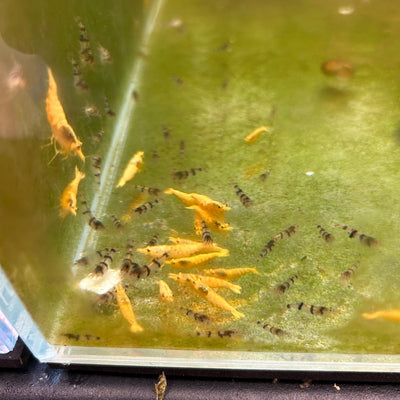 Fired Yellow Neocaridina Shrimp - Good Grade