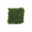 Fissidens Fontanus on Stainless Steel | Phoenix Moss Live Aquarium Plant Live Aquarium Plant 3x3 Stainless Steel Pad Aquascaping