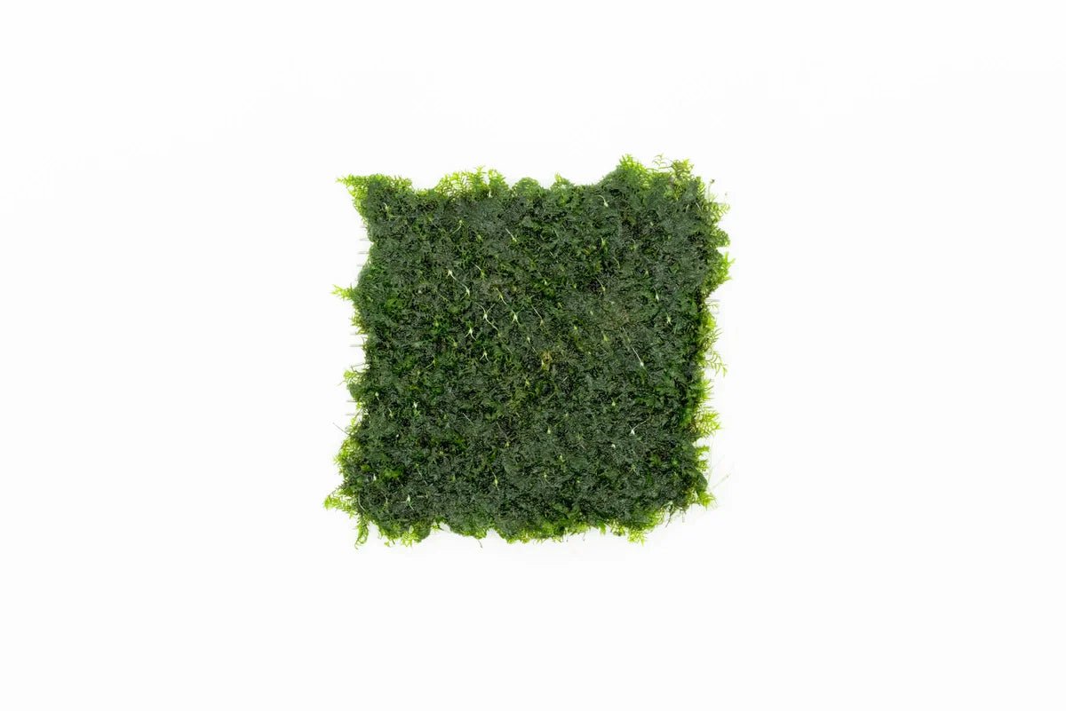 Fissidens Fontanus on Stainless Steel | Phoenix Moss Live Aquarium Plant Live Aquarium Plant 3x3 Stainless Steel Pad Aquascaping