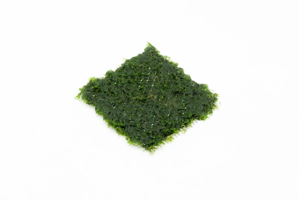 Fissidens Fontanus on Stainless Steel | Phoenix Moss Live Aquarium Plant Live Aquarium Plant 3x3 Stainless Steel Pad Aquascaping