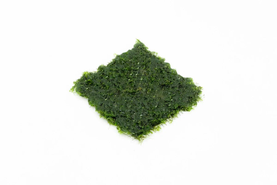 Fissidens Fontanus on Stainless Steel | Phoenix Moss Live Aquarium Plant Live Aquarium Plant 3x3 Stainless Steel Pad Aquascaping