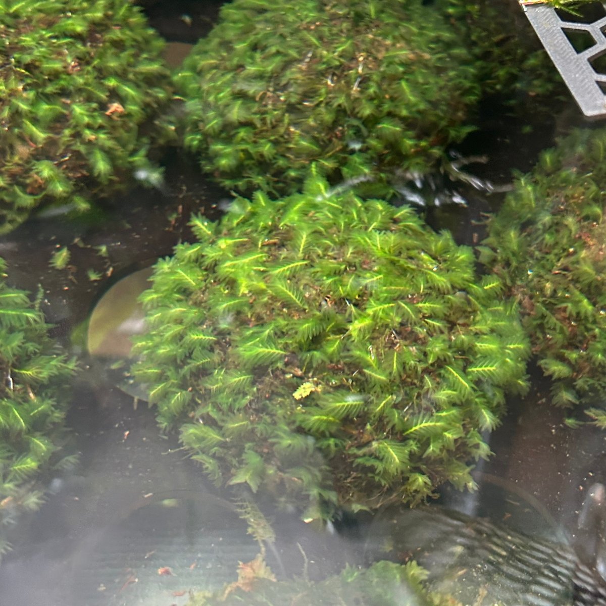 Fissidens Nobilis Moss or Phoenix Moss Aquarium plant Ball