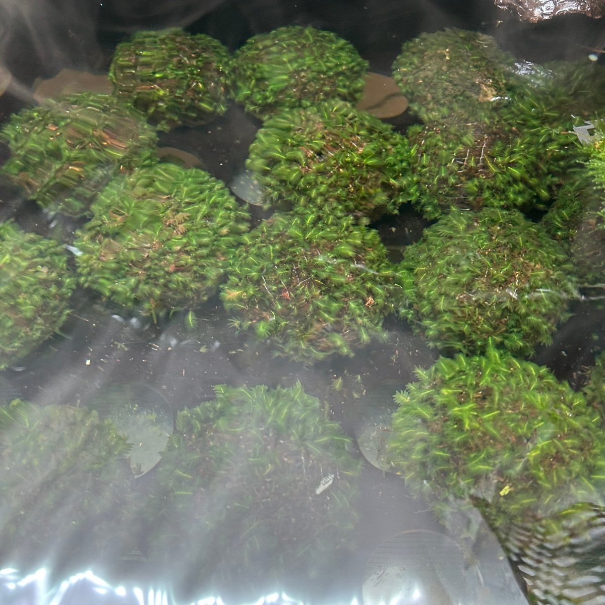 Planta de acuario Fissidens Nobilis Moss o Phoenix Moss 