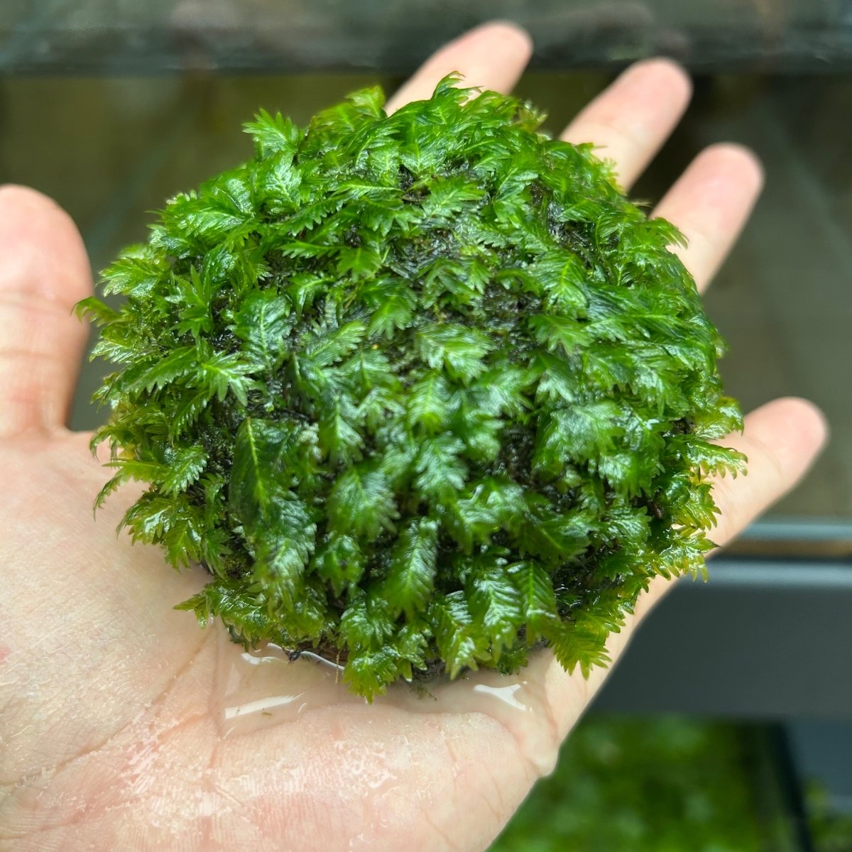 Fissidens Nobilis Moss or Phoenix Moss Aquarium Dome