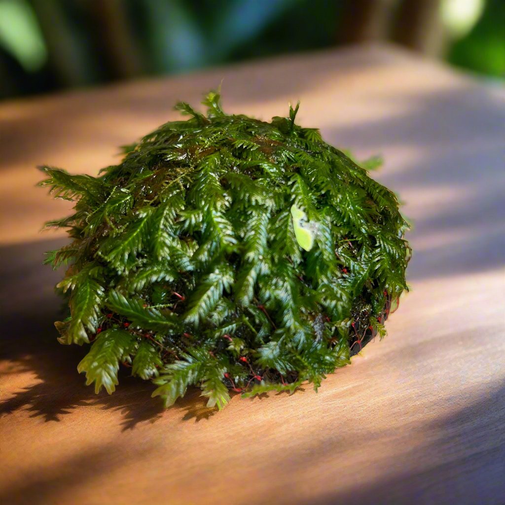 Fissidens Nobilis Moss or Phoenix Moss Aquarium plant Ball