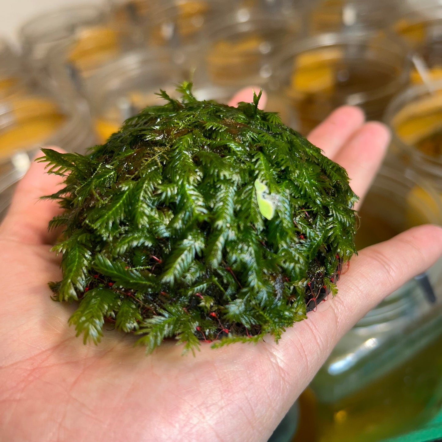 Fissidens Nobilis Moss or Phoenix Moss Aquarium plant Ball