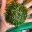 Fissidens Nobilis Moss or Phoenix Moss Aquarium plant Ball