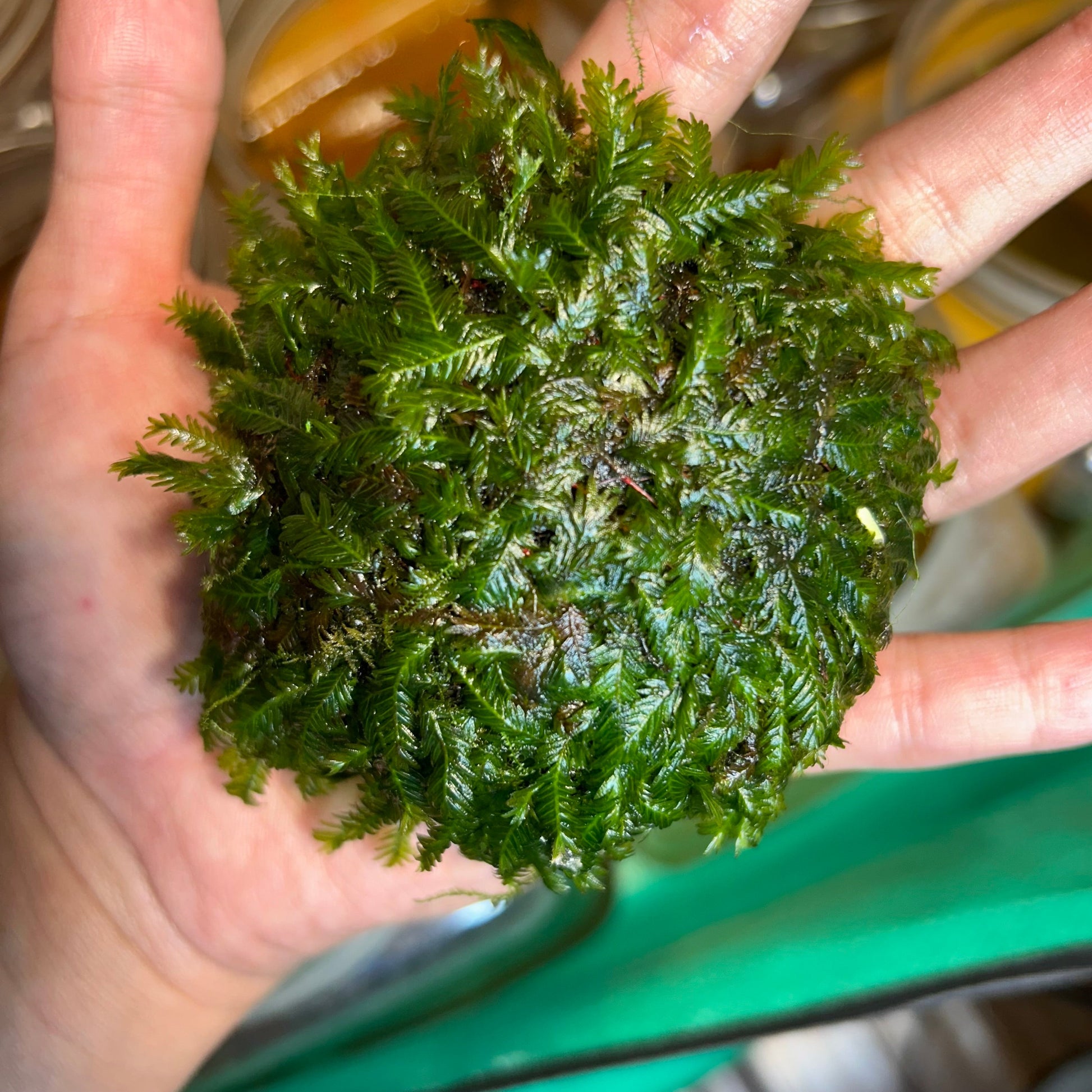 Fissidens Nobilis Moss or Phoenix Moss Aquarium plant Ball