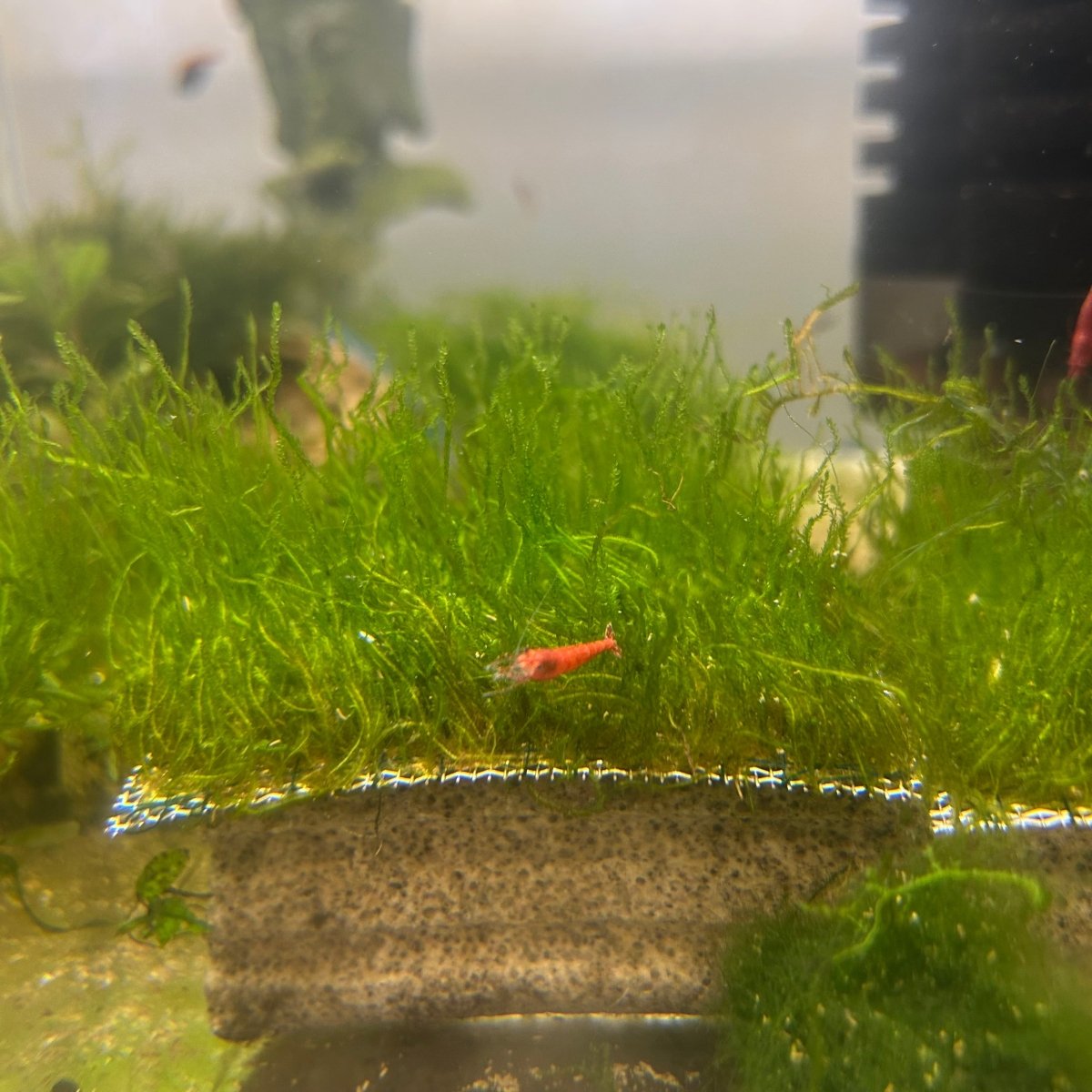 Flame Moss | Live Aquarium Plant Moss