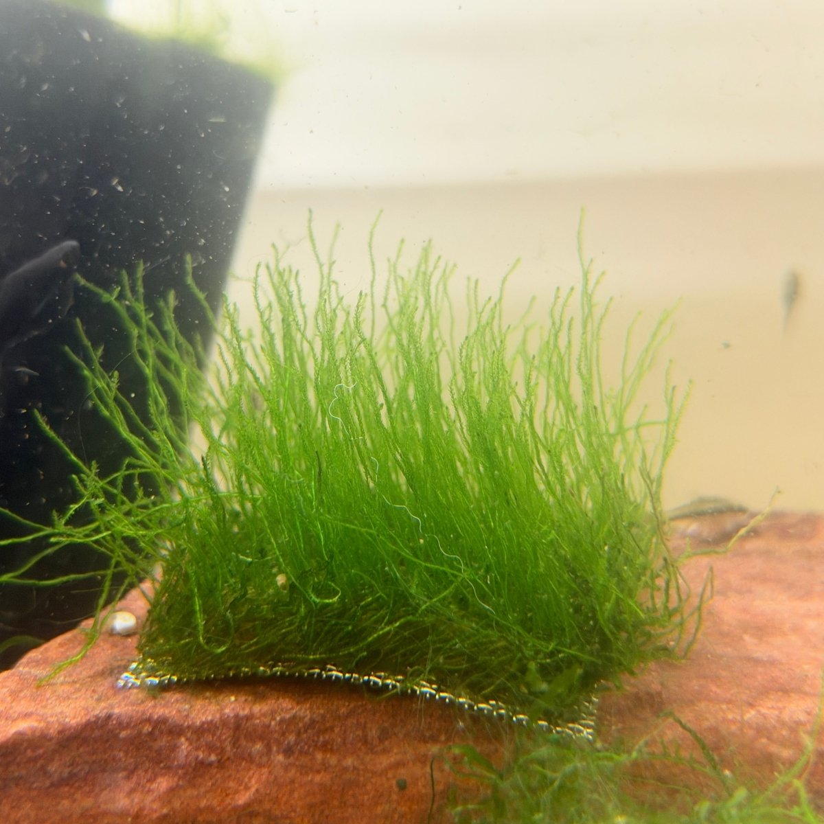 Flame Moss | Live Aquarium Plant Moss