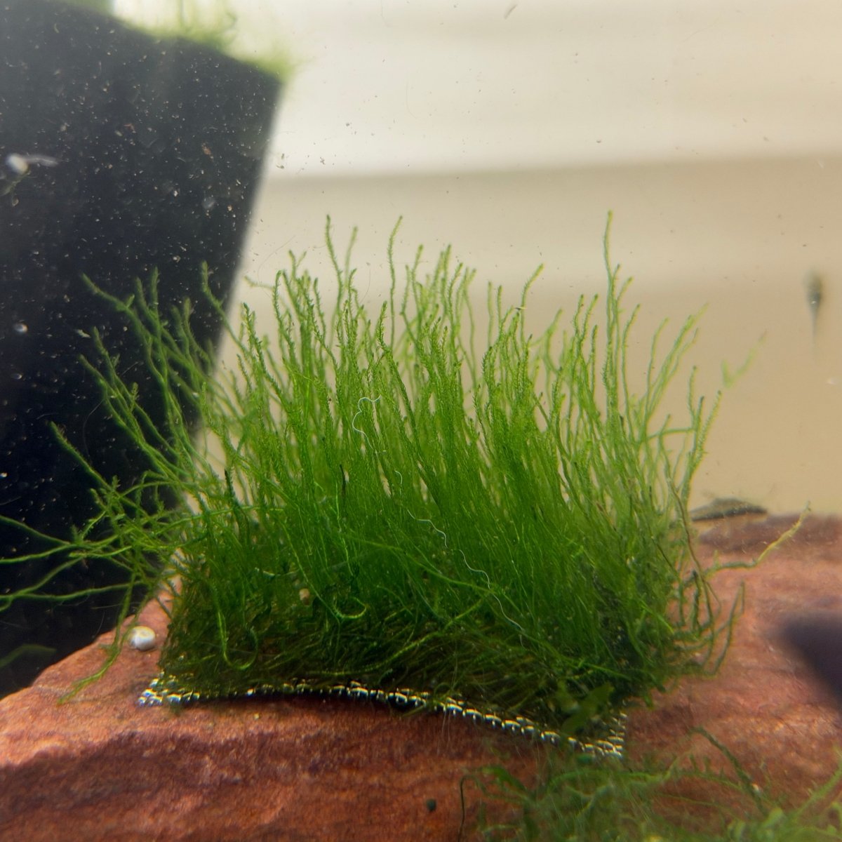 Flame Moss | Live Aquarium Plant Moss