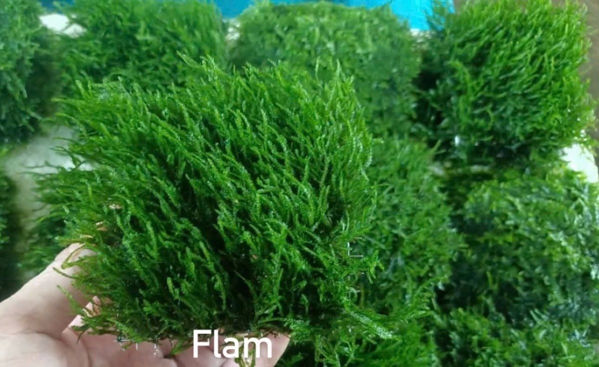 Musgo Llama | Musgo de Planta Viva para Acuario
