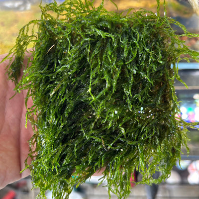 Flame Moss Pad