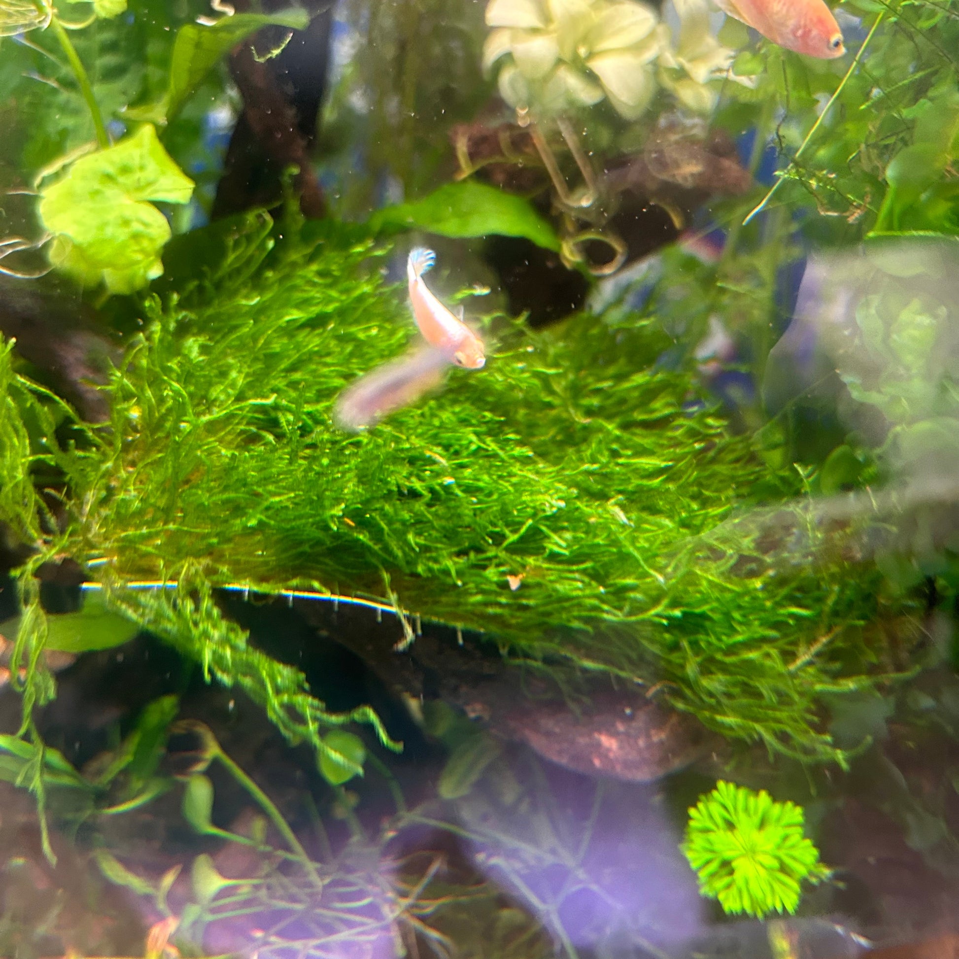 Flame Moss Pad