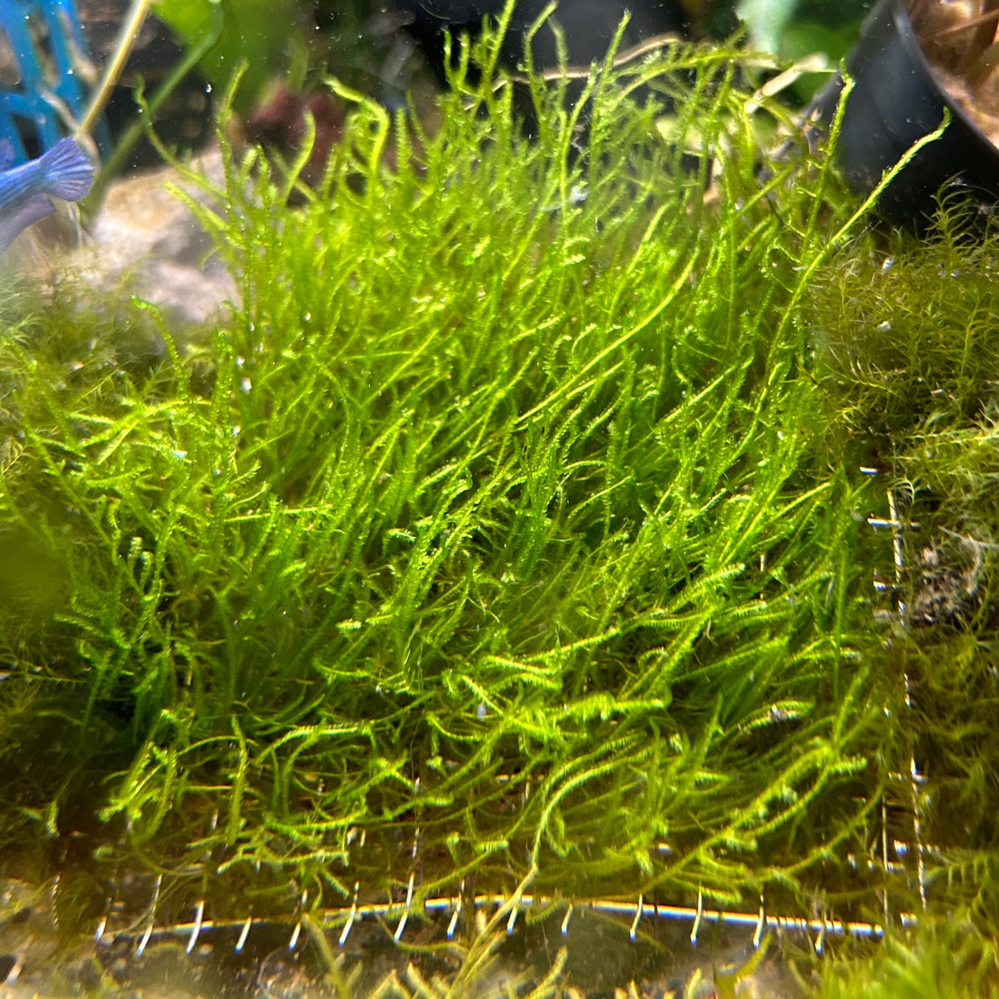 Flame Moss Pad