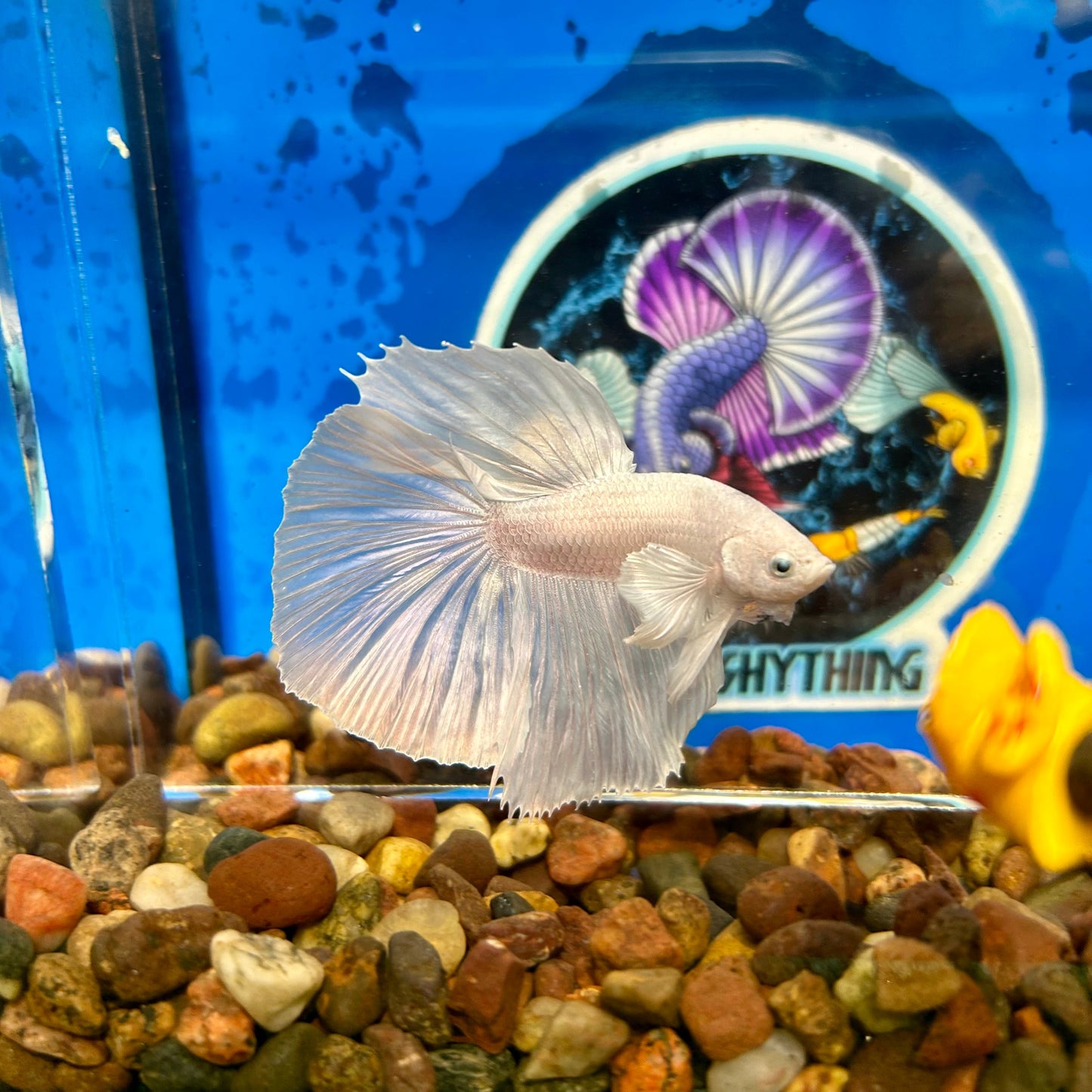 Full white platinum Dumbo Halfmoon - Male Betta 029