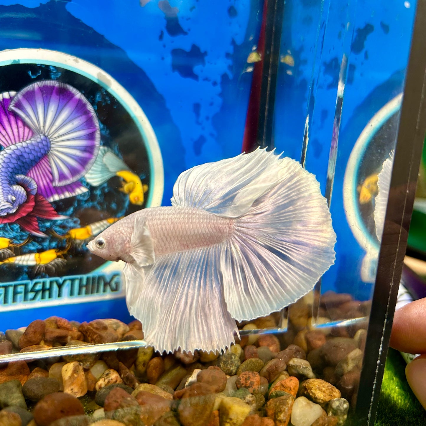 Full white platinum Dumbo Halfmoon - Male Betta 029