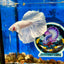 Full white platinum Dumbo Halfmoon - Male Betta 029