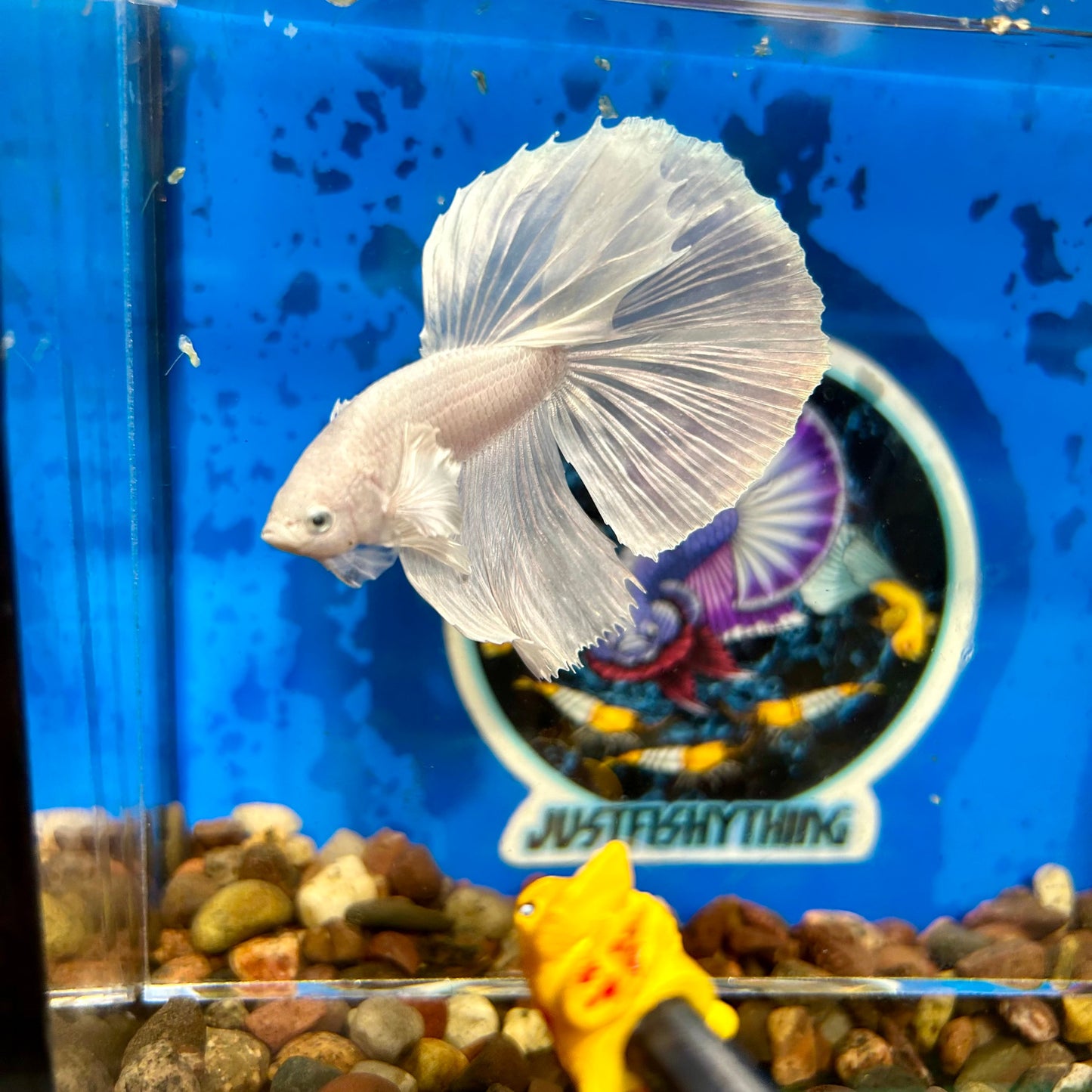 Full white platinum Dumbo Halfmoon - Male Betta 029